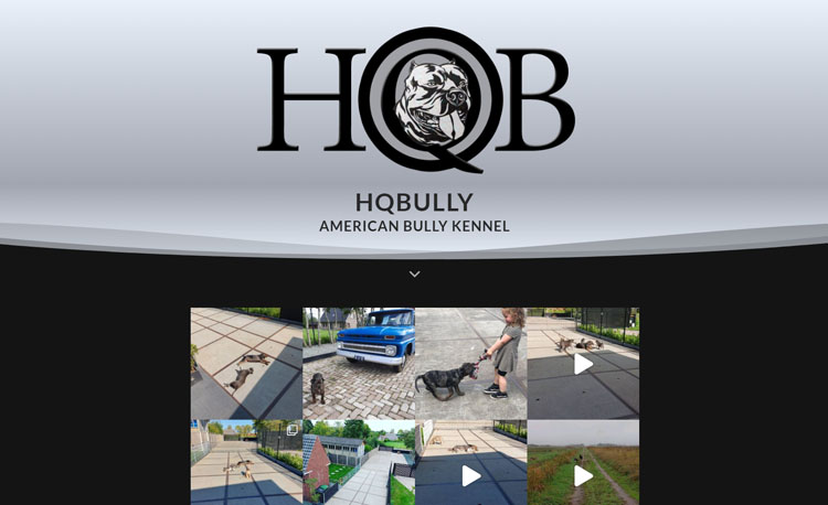 Bully Kennel webdesign - HQBully